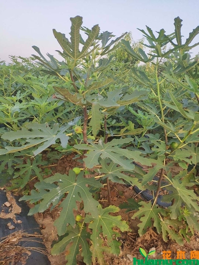 紫宝无花果苗