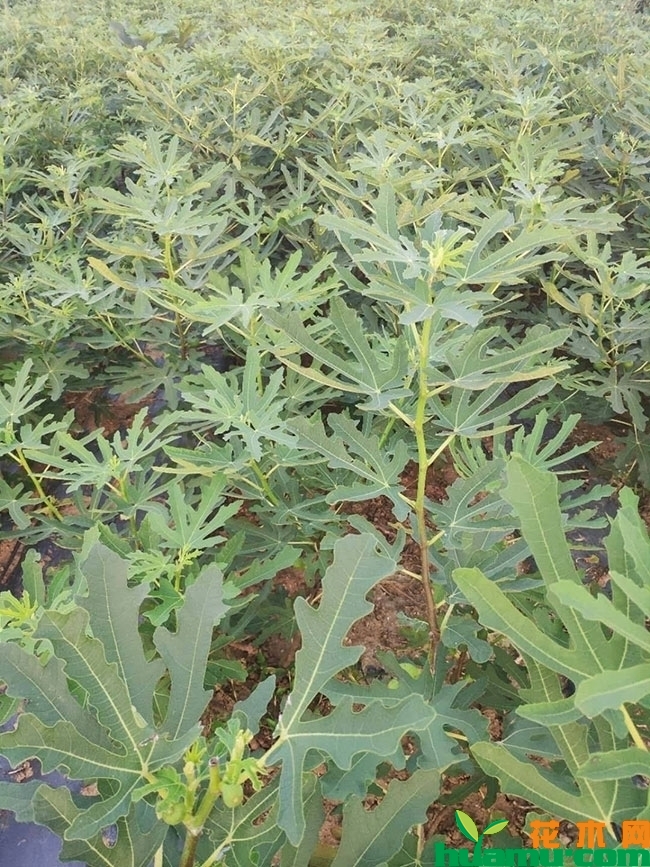 日紫无花果
