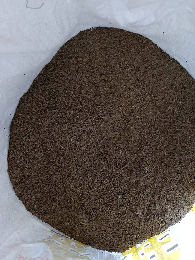 蒲公英种子
