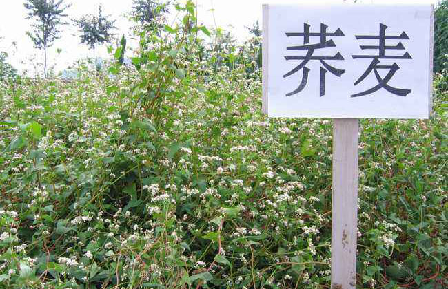 苦荞麦价格多少钱一棵?苦荞麦如何种植?