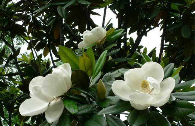 广玉兰