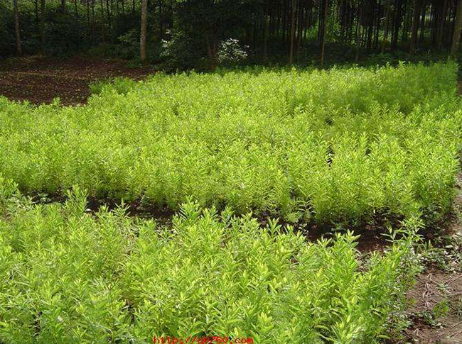 檀香价格多少钱一棵?檀香种植方法和注意事项