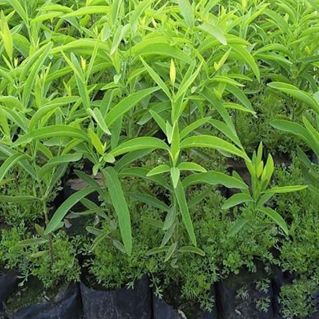 檀香价格多少钱一棵?檀香种植方法和注意事项