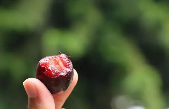 胭脂果