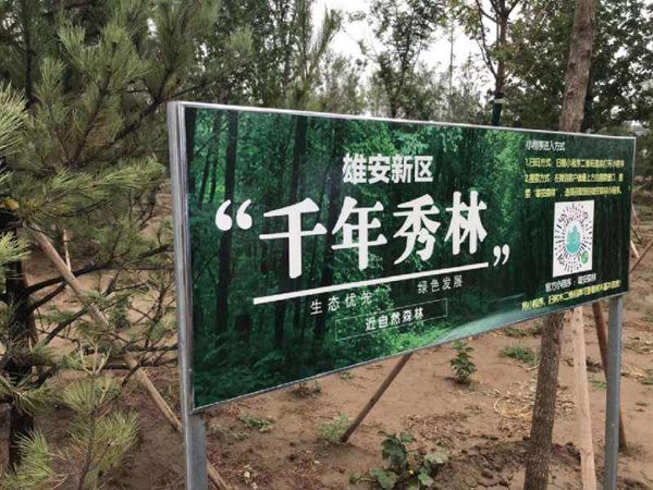 树种名单来了，这样的苗子才能被雄安选中！