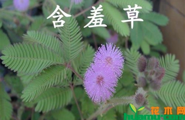 彩叶含羞草高清图片