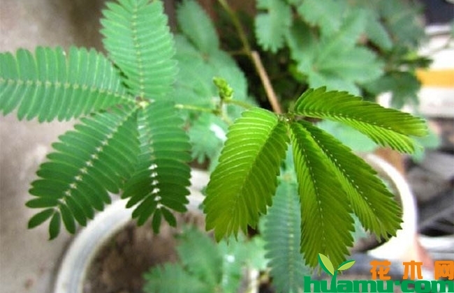 彩叶含羞草实拍图片