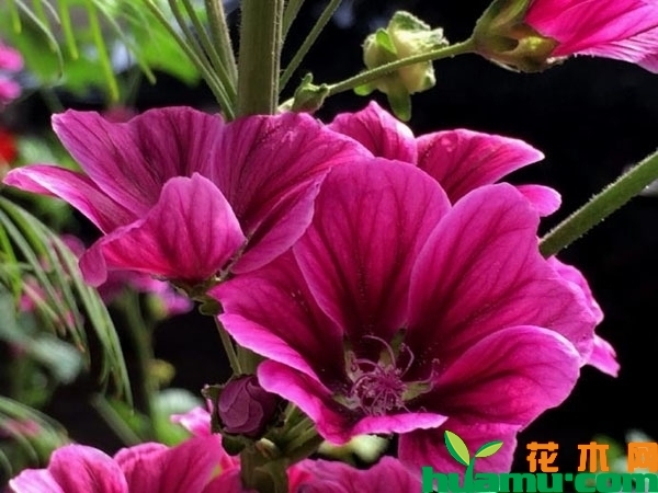 锦葵的种植方法