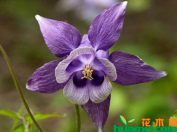 耧斗菜
