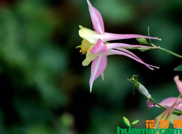 耧斗菜