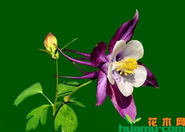 耧斗菜