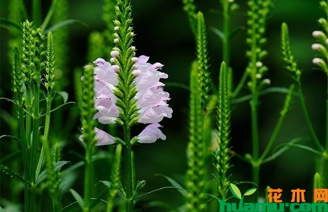 龙头花怎么种植？龙头花种植技术方法