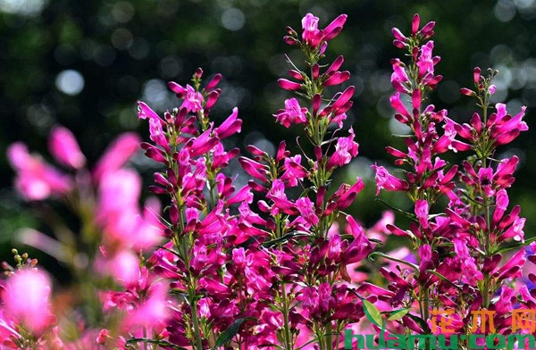 钓钟柳种子种植怎么采集？钓钟柳种子种植时间