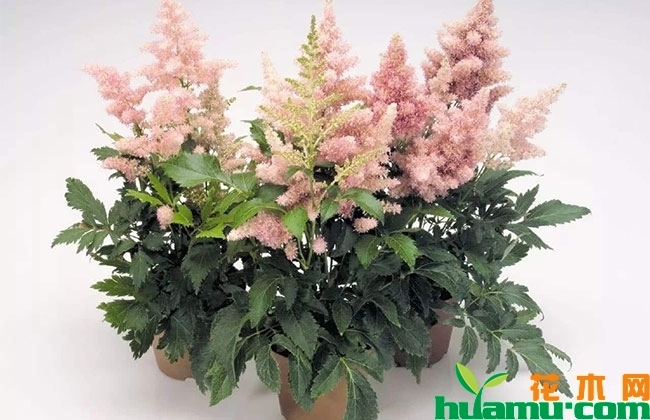 落新妇适合种植哪些地方?落新妇种植技术方法