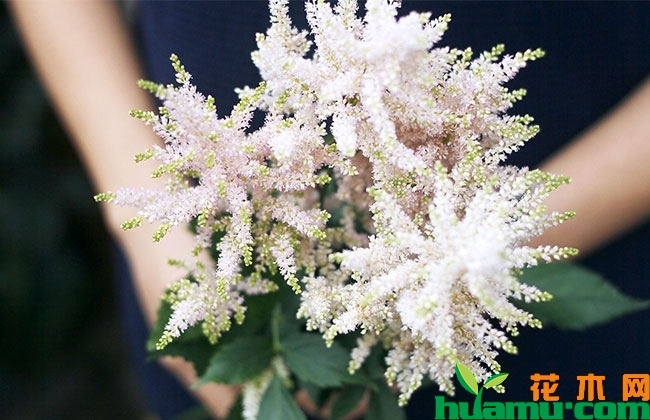 落新妇花语是什么？落新妇品种介绍