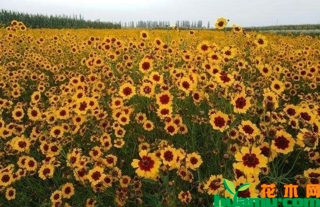 金鸡菊
