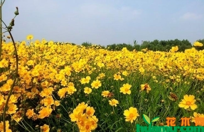金鸡菊