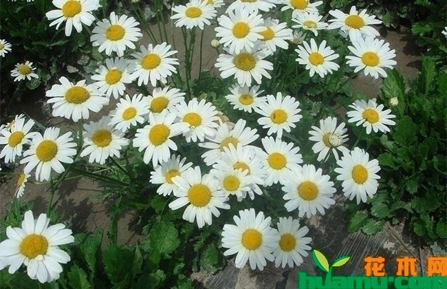 白晶菊种子怎么种？