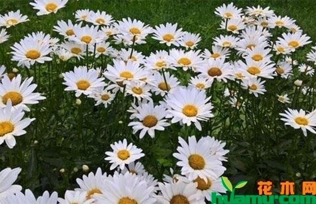 白晶菊