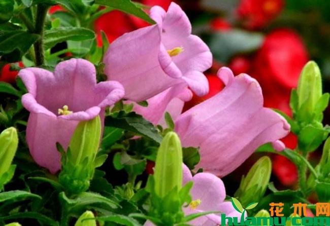 风铃草的花语.jpg