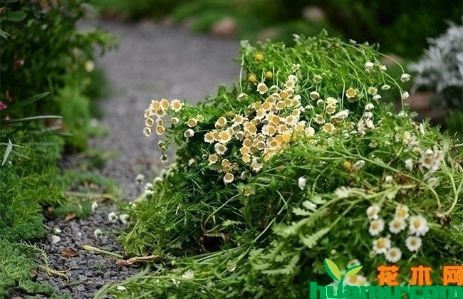 白晶菊