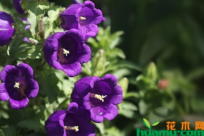 风铃草花期