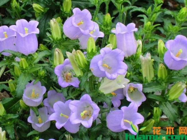 风铃草花期详情.jpg