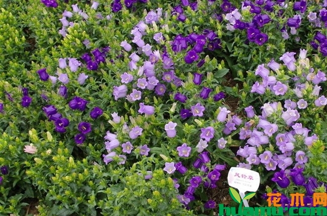 风铃草花期图片.jpg