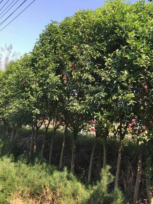 大叶女贞市场行情 种植前景怎么样？