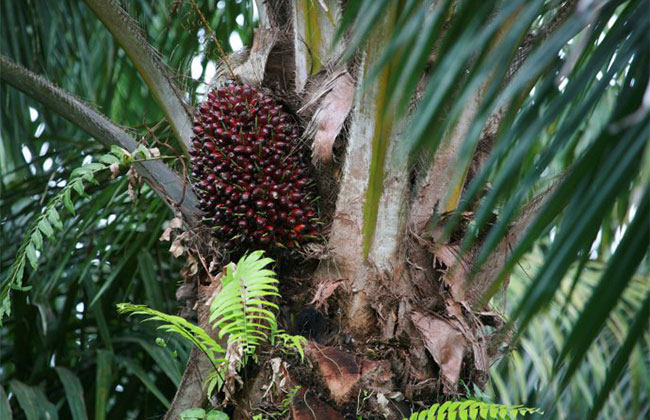 棕榈树可以产棕榈油吗？棕榈种植前景如何？