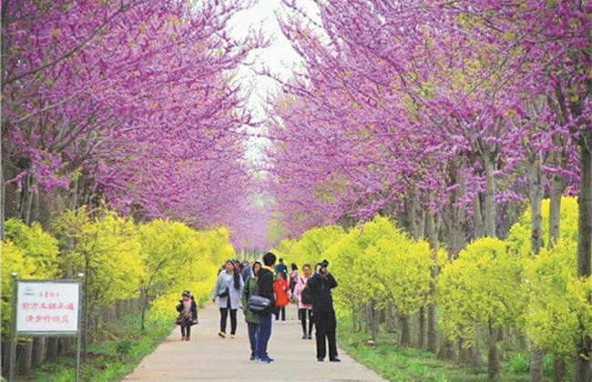 观花观果树种势必将得到更广泛的应用4.jpg