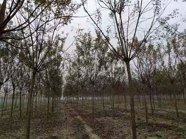 预测2019年苗木行情，看哪些苗有市场？