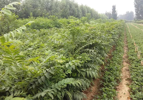 别人家的苗木卖了好价钱4.jpg
