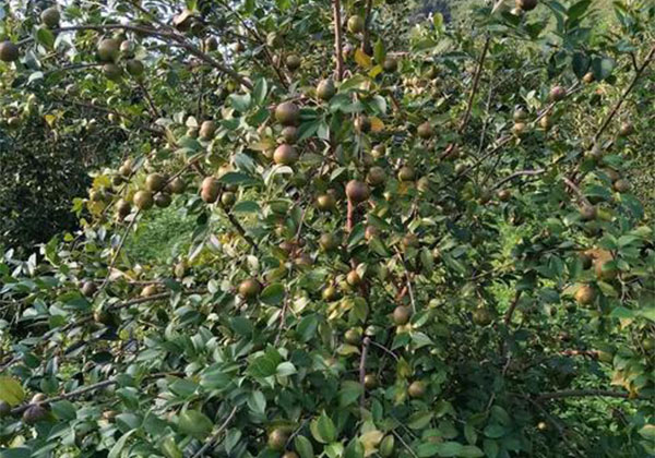 一亩油茶一年赚多少