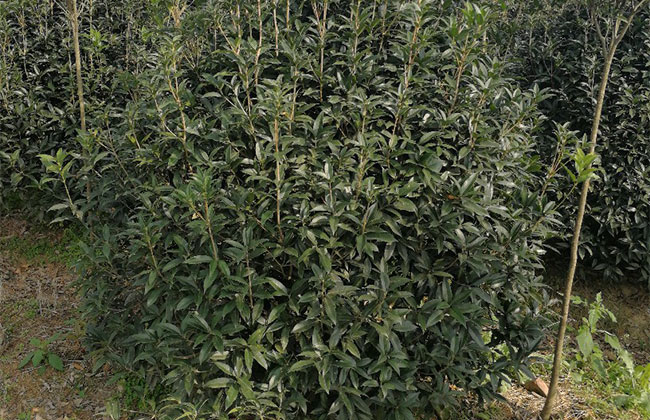 桂花树最新价格行情 冬季桂花树越冬防寒办法