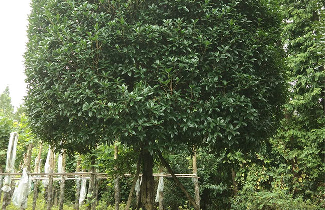 桂花树2.jpg