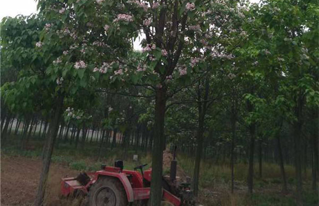 楸树4.jpg