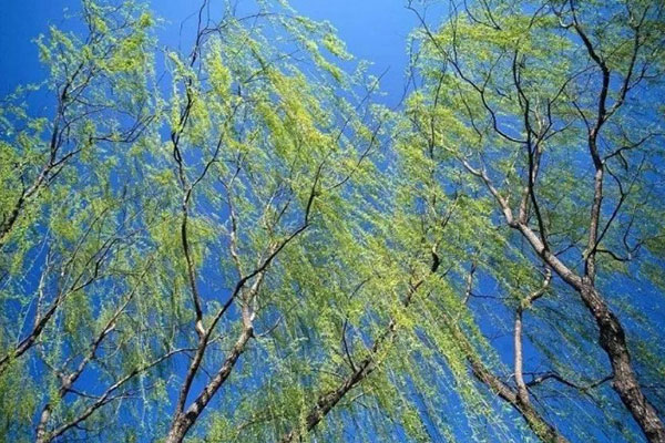 不是苗木行业不行了，而是你跟不上节奏了！