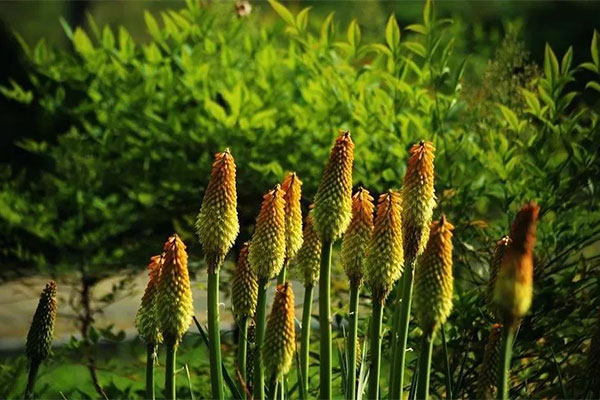 花境植物的持久力担当——火炬花4.jpg