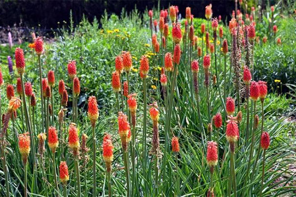 花境植物的持久力担当——火炬花2.jpg