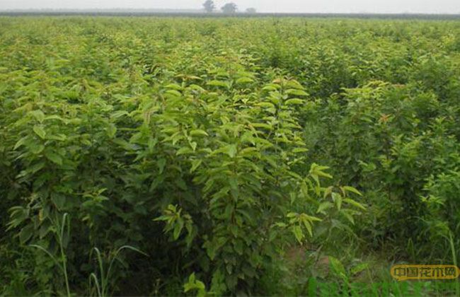 白玉樱桃树苗