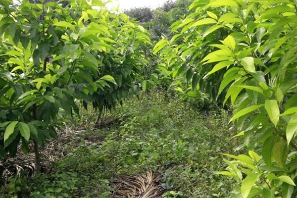 苗木苗圃5.jpg