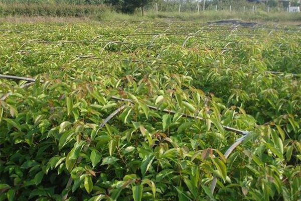潜力苗木新品种龙脑樟树苗种植前景3.jpg