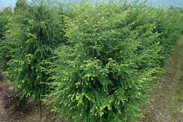 红豆杉进军北方，有望成为园林骨干树种