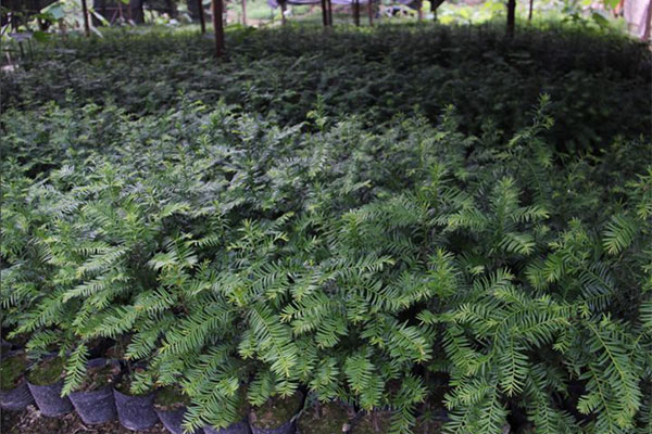 红豆杉基地2.jpg