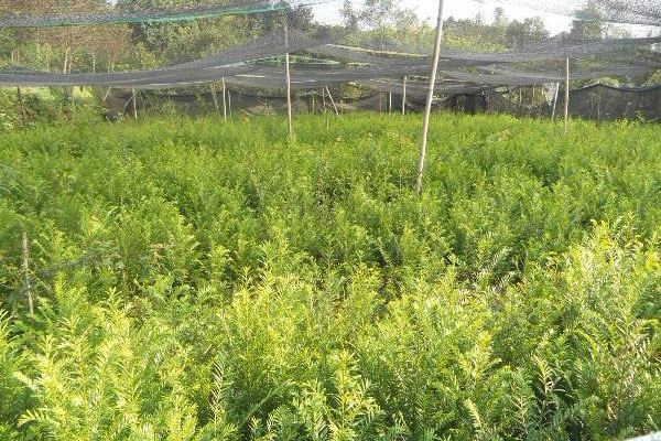 红豆杉基地.jpg