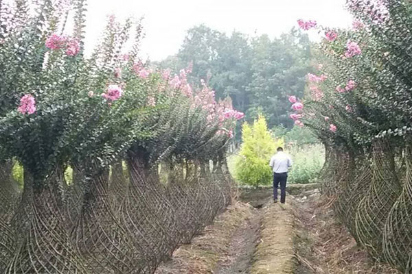 高端工程用苗供不应求