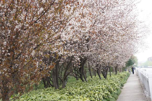 红叶李.jpg
