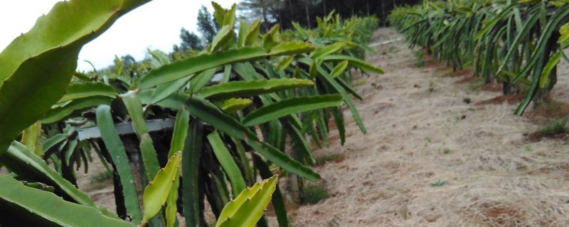​火龙果的种植技术与栽培要点