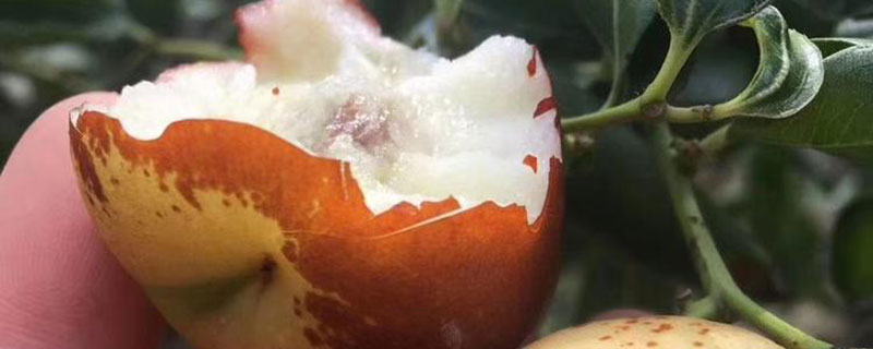 枣树苗哪个品种好吃